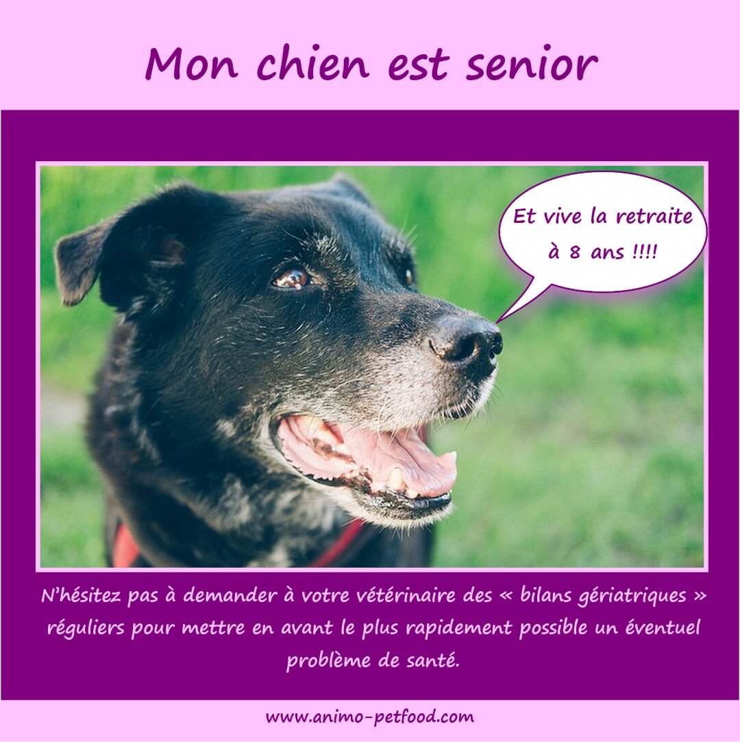 chien âgé-chien senior-vivre avec un chien vieux-consultation gériatrie chien